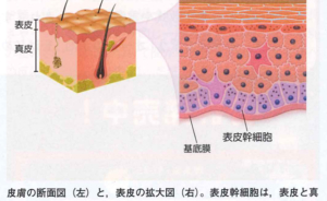 皮膚のイメージ