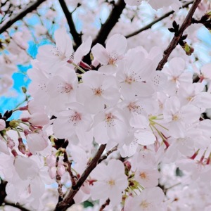 2023年春の桜2