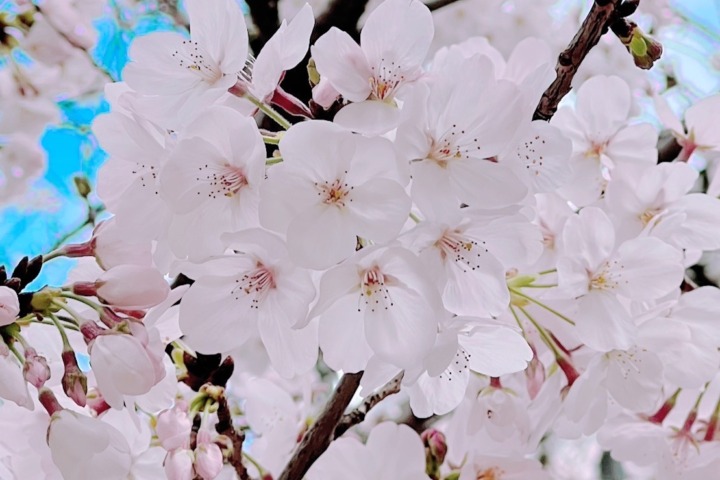 2023年春の桜2