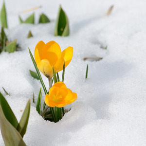 雪解けの写真